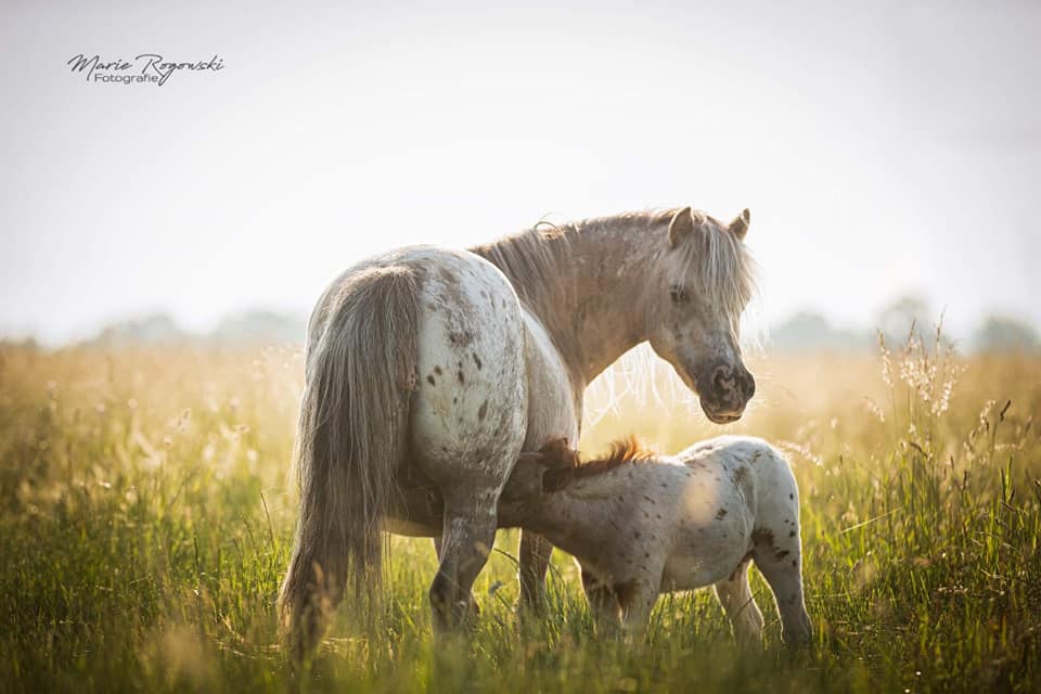 Miniature Appaloosa Horses - Mini Horse Breeding